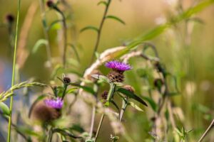 Favoriser la biodiversité et la gestion durable des espaces verts, par Yvonnick Boutier pour la SAUR