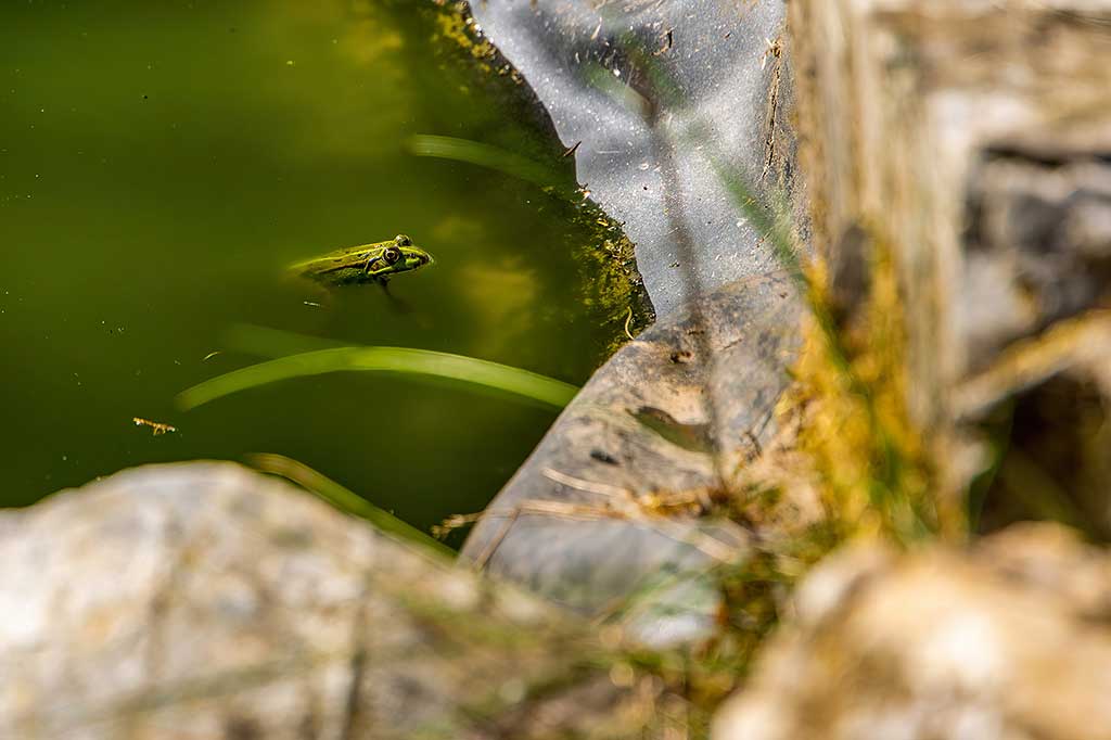 Encourager la biodiversité dans les bassins au jardin - réalisation Yvonnick Boutier, Merléac