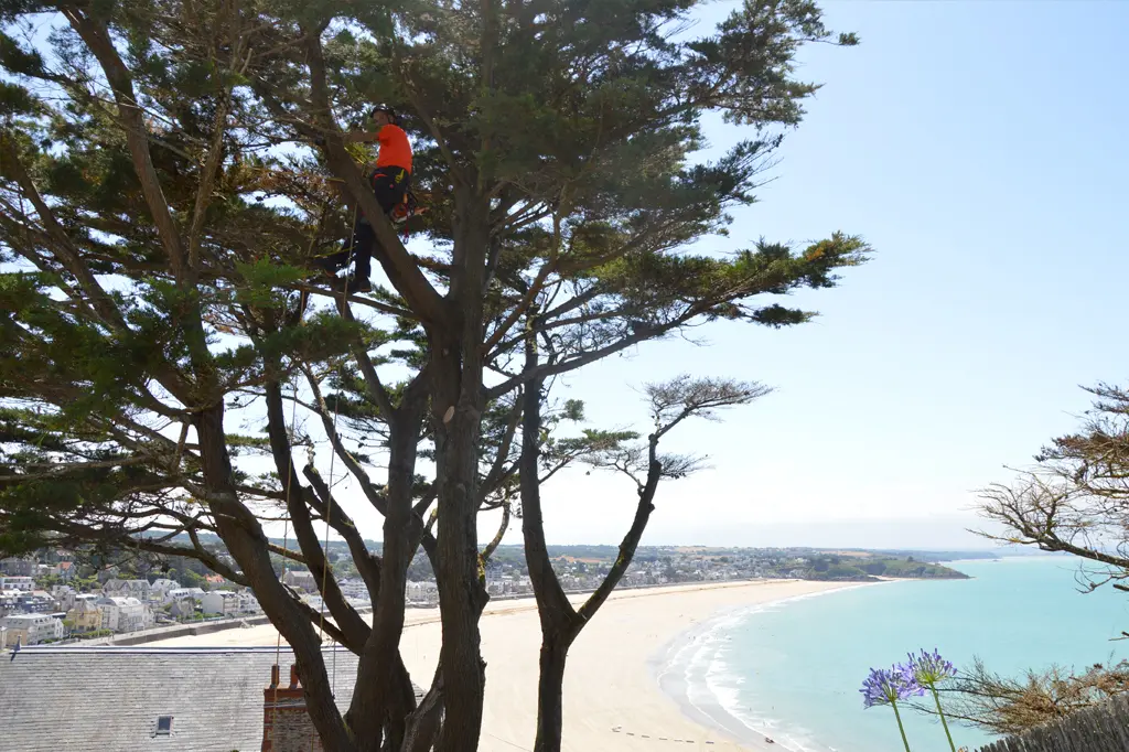 Besoin de tailler vos arbres ? Yvonnick Boutier elage vos arbres jusque 15m de hauteur