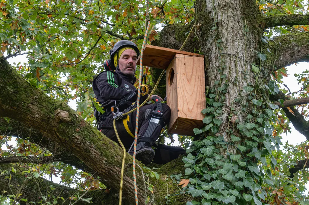 Yvonnick boutier, éco-paysagiste en cotes d'armor, installe vos nichoirs dans les arbres à des hauteurs surprenantes
